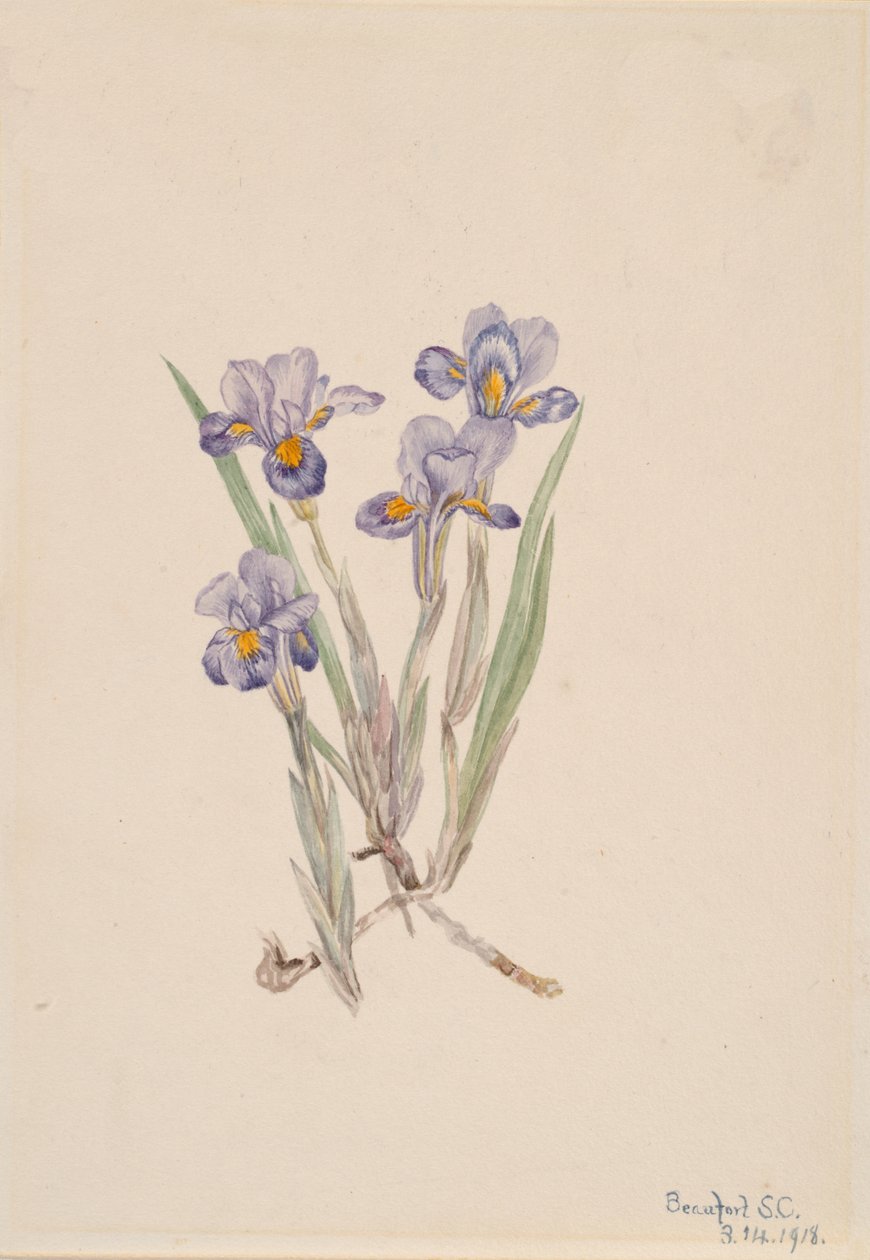 Wiosenna Iris Iris verna, 1918. autorstwa Mary Vaux Walcott