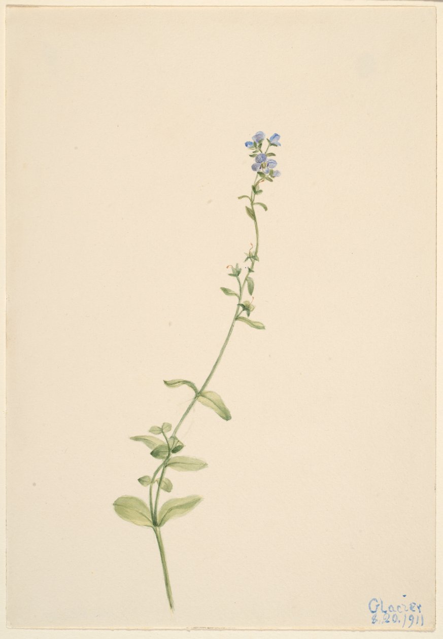 Veronica serpyllifolia autorstwa Mary Vaux Walcott