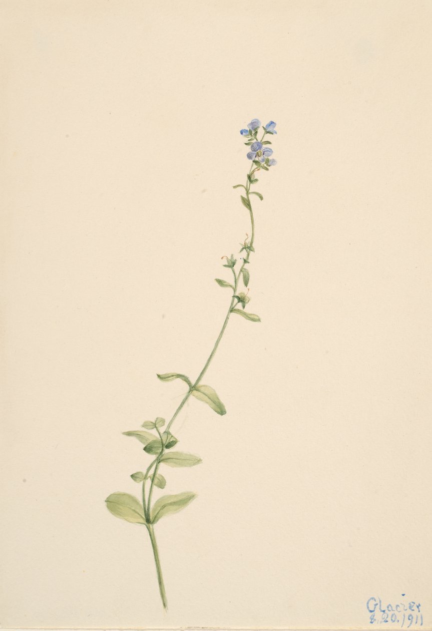 Veronica serpyllifolia, 1911. autorstwa Mary Vaux Walcott