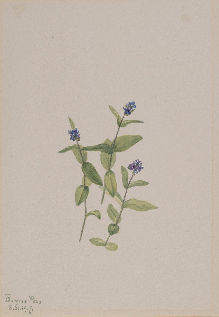 Veronica wormskjoldii autorstwa Mary Vaux Walcott