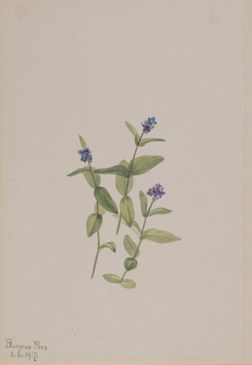 Veronica wormskjoldii, 1917. autorstwa Mary Vaux Walcott