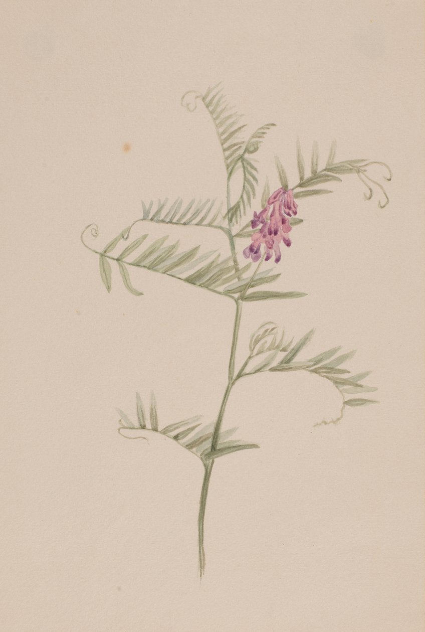 Vicia americana autorstwa Mary Vaux Walcott