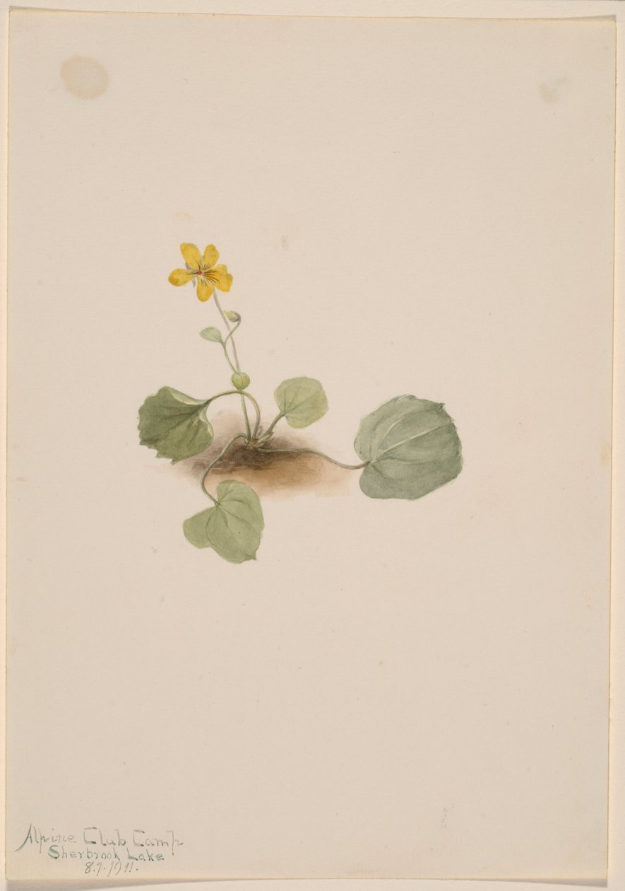 Viola orbiculata autorstwa Mary Vaux Walcott