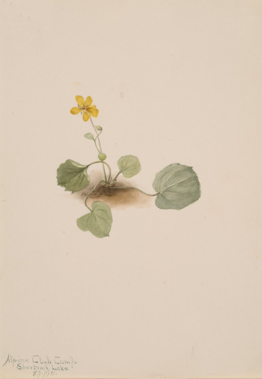 Altówka orbiculata, 1911. autorstwa Mary Vaux Walcott