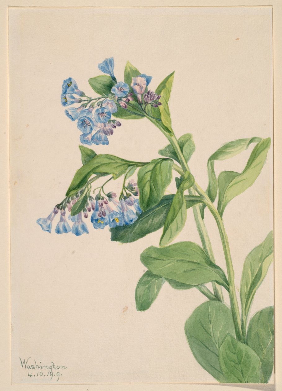 Dzwoneczki wirginijskie (Mertensia virginica) autorstwa Mary Vaux Walcott