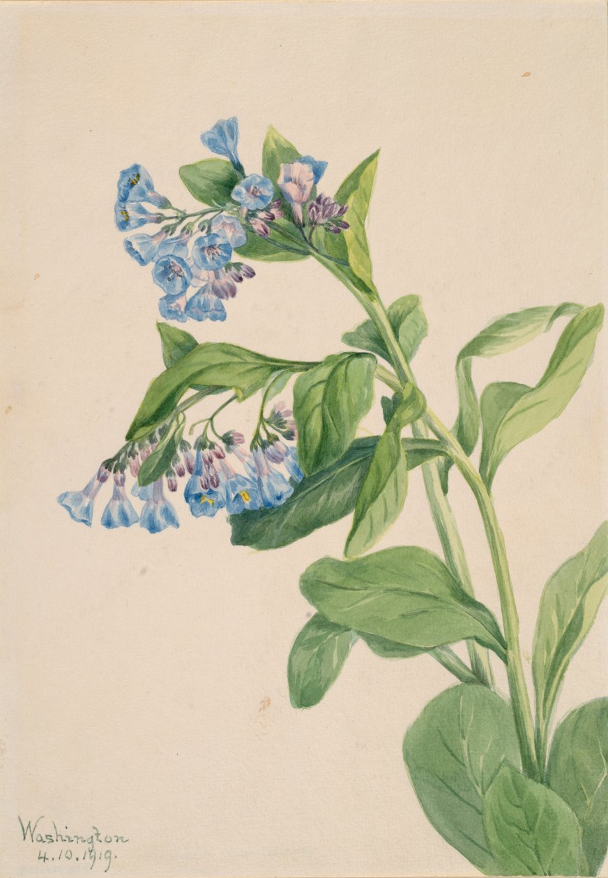 Virginia Bluebells Mertensia virginica, 1919. autorstwa Mary Vaux Walcott