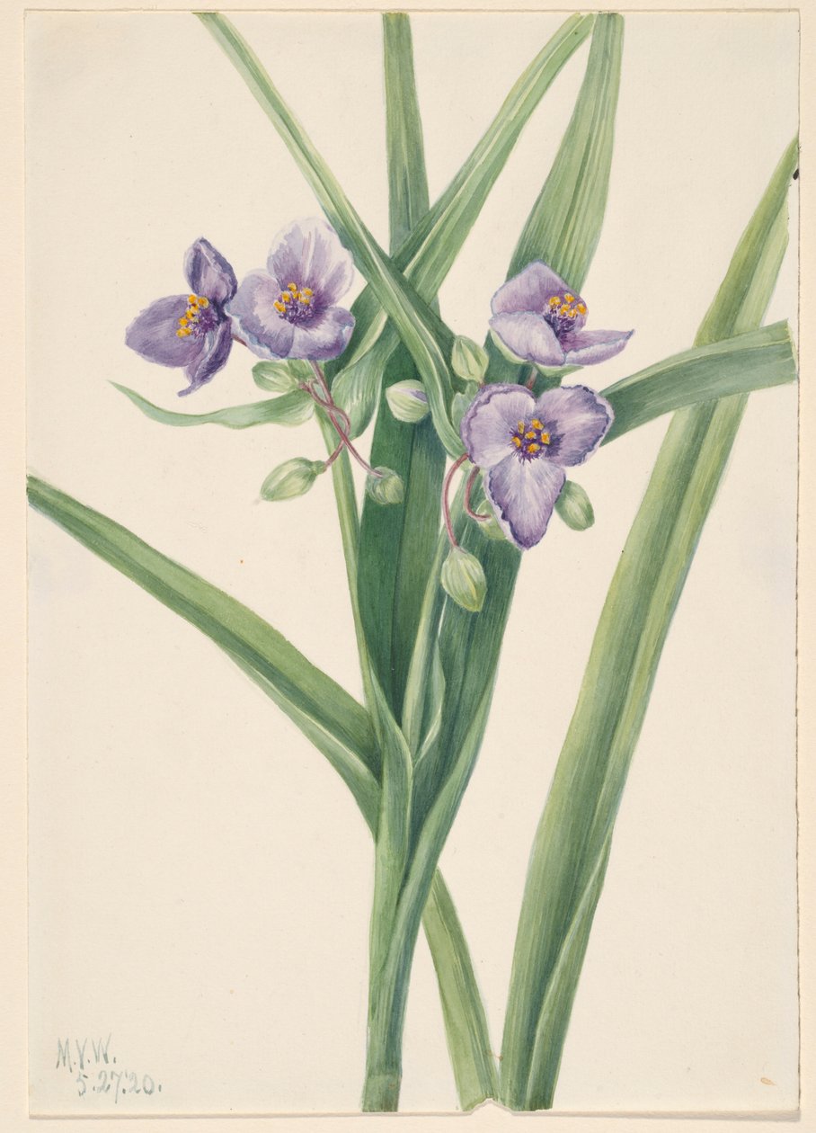 Virginia Spiderwort (Tradescantia virginiana) autorstwa Mary Vaux Walcott