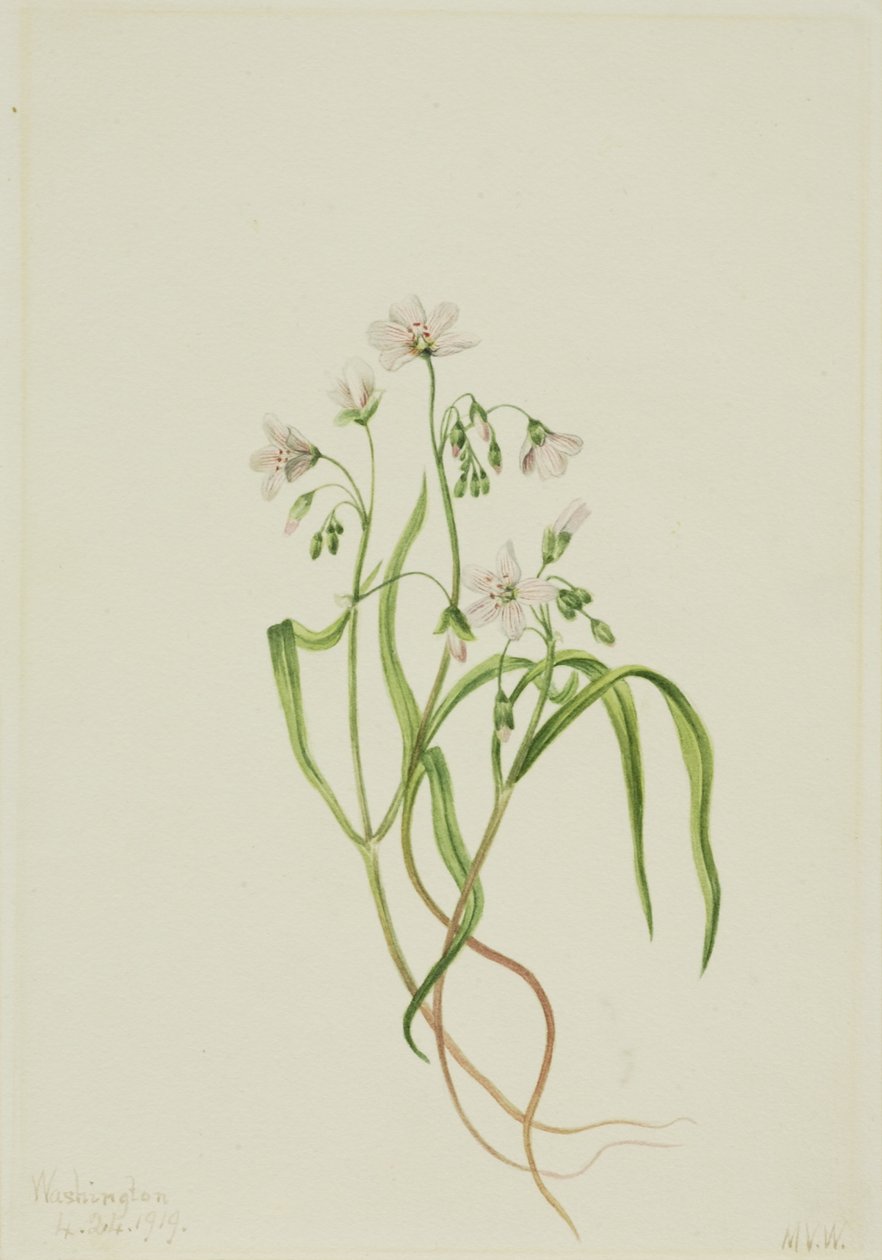 Virginia Springbeauty (Claytonia virginica) autorstwa Mary Vaux Walcott