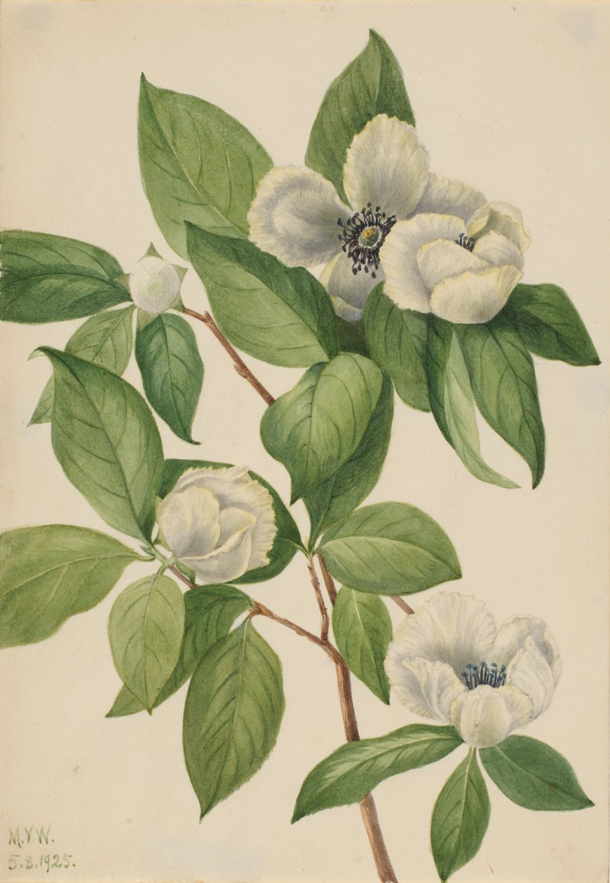Virginia Stewartia (Stewartia malachodendron) autorstwa Mary Vaux Walcott