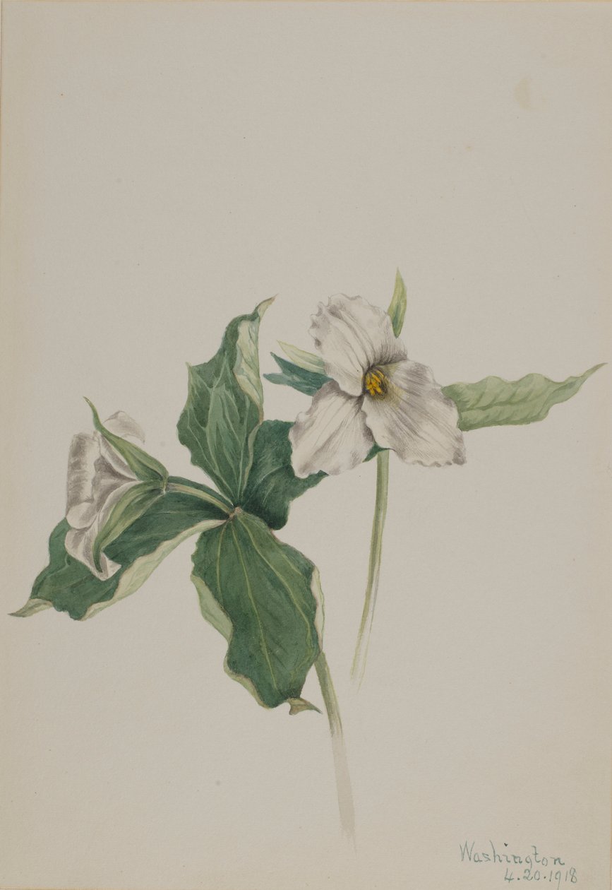 Trillium grandiflorum (Trillium grandiflorum) autorstwa Mary Vaux Walcott