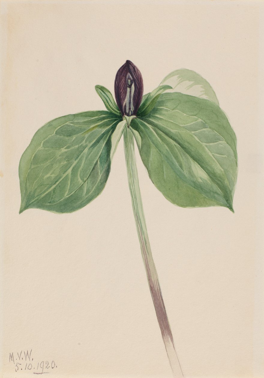 Trillium sessile (Trillium sessile) autorstwa Mary Vaux Walcott