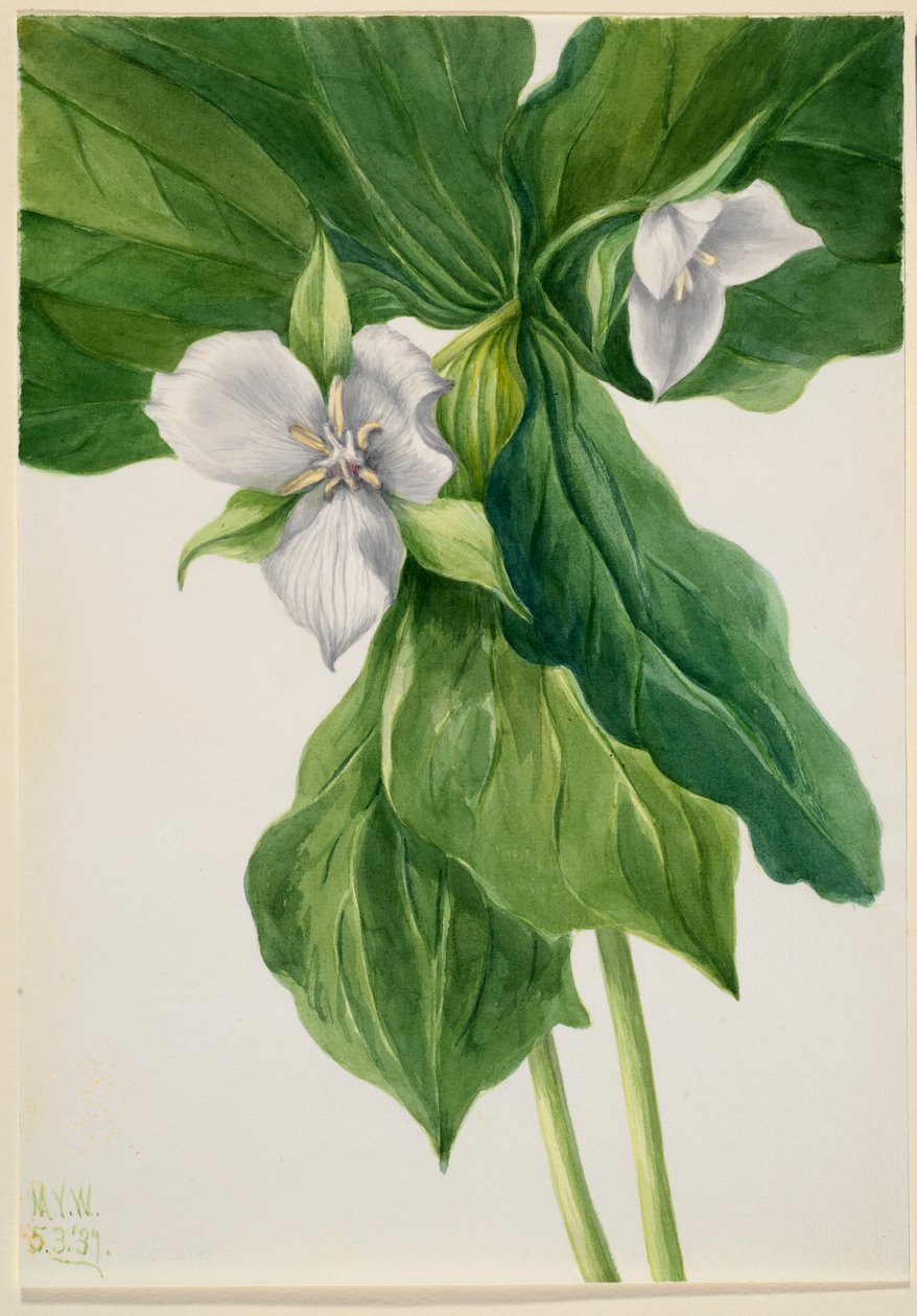 Budzący się rudzik (Trillium simile) autorstwa Mary Vaux Walcott