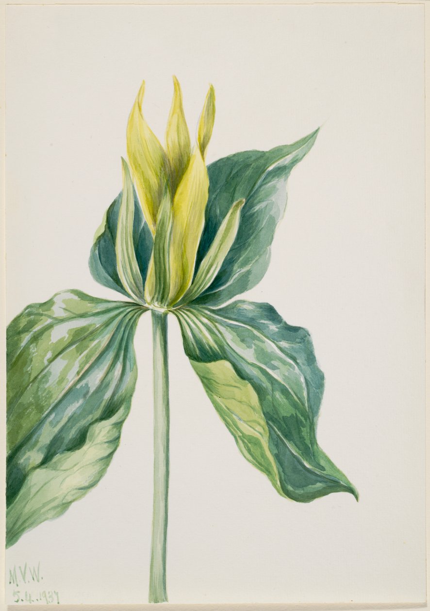 Wake-Robin (Trillium underwoodii) autorstwa Mary Vaux Walcott