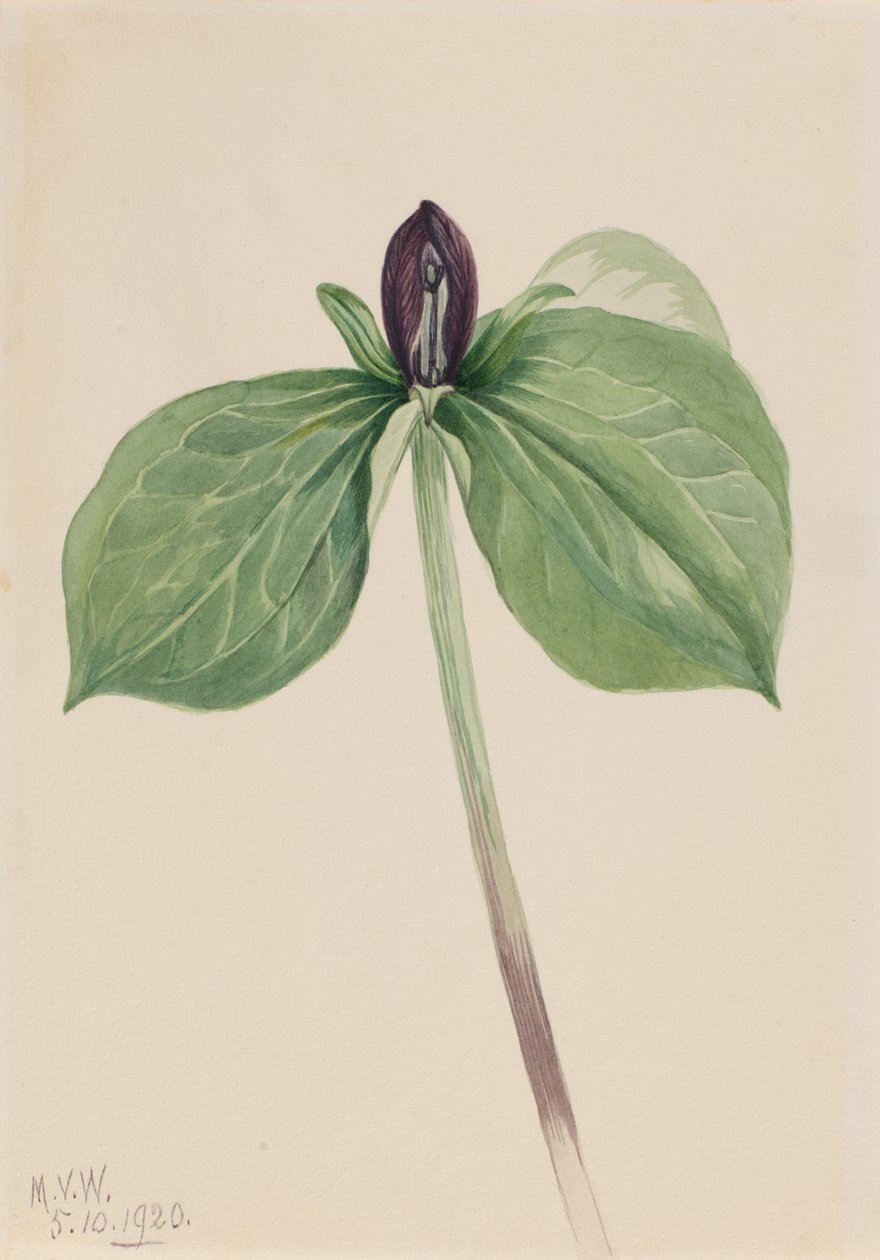 Wake-Robin Trillium siedzący, 1920. autorstwa Mary Vaux Walcott