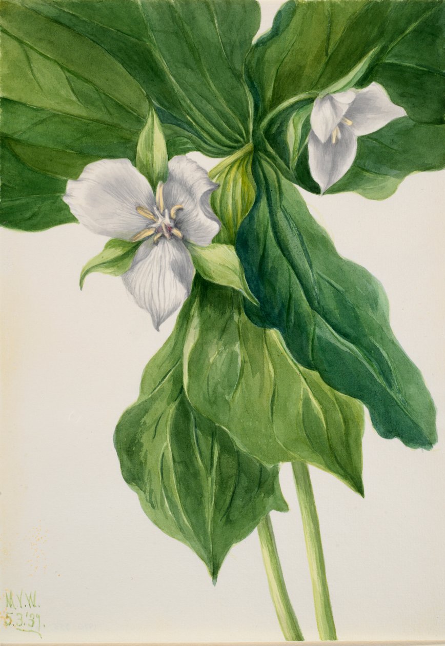 Porównanie Wake-Robin Trillium, 1939. autorstwa Mary Vaux Walcott