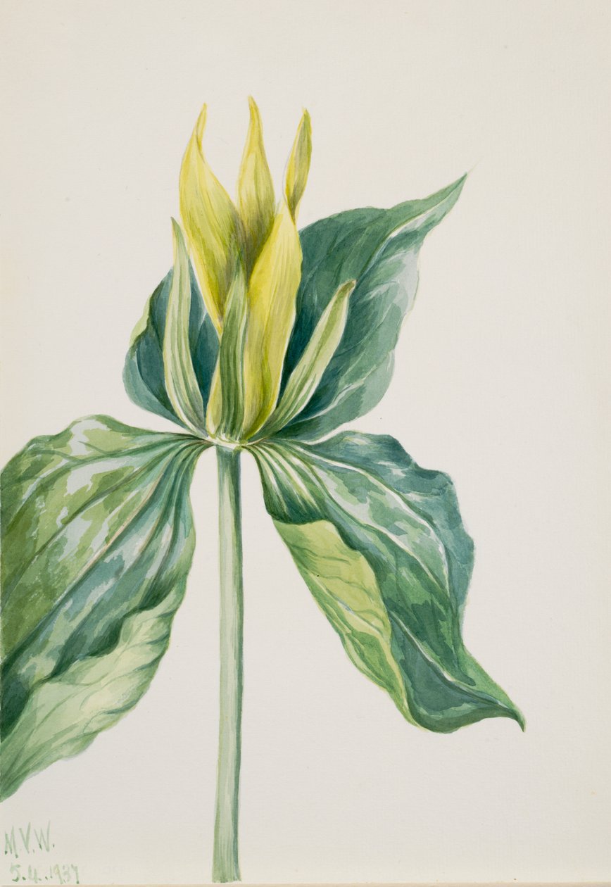 Wake-Robin Trillium underwoodii, 1937. autorstwa Mary Vaux Walcott