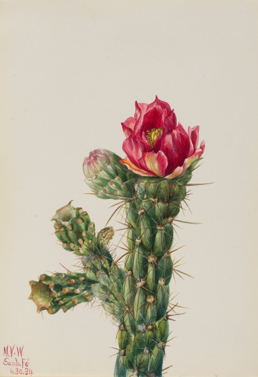 Walkingstick Cholla (Opuntia imbricata) autorstwa Mary Vaux Walcott