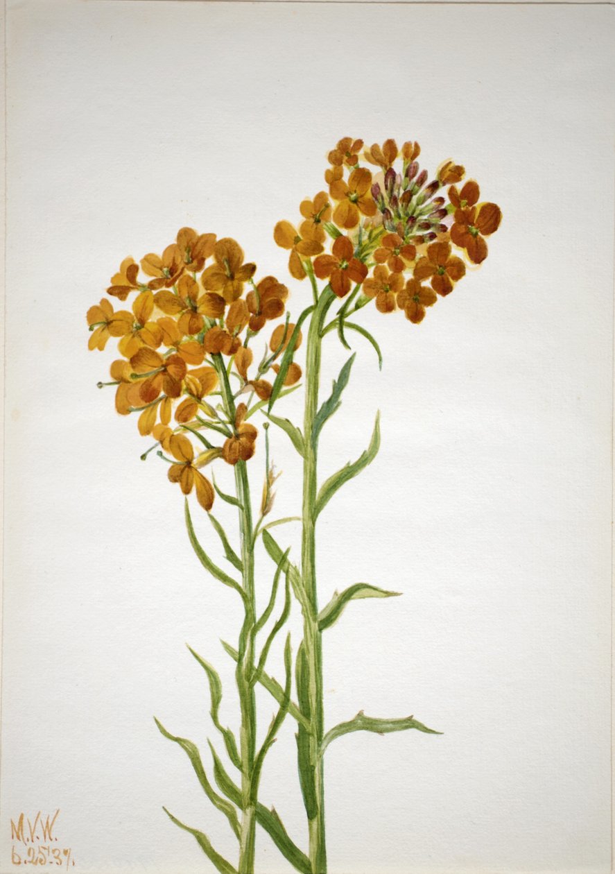 Kwiat ścienny (Erysimum wheeleri) autorstwa Mary Vaux Walcott