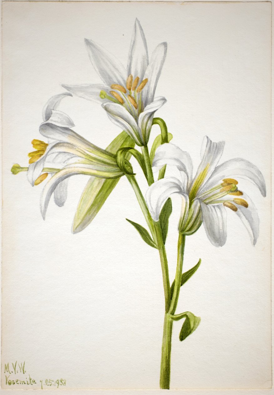 Lilia waszyngtońska (Lilium washingtonianum) autorstwa Mary Vaux Walcott