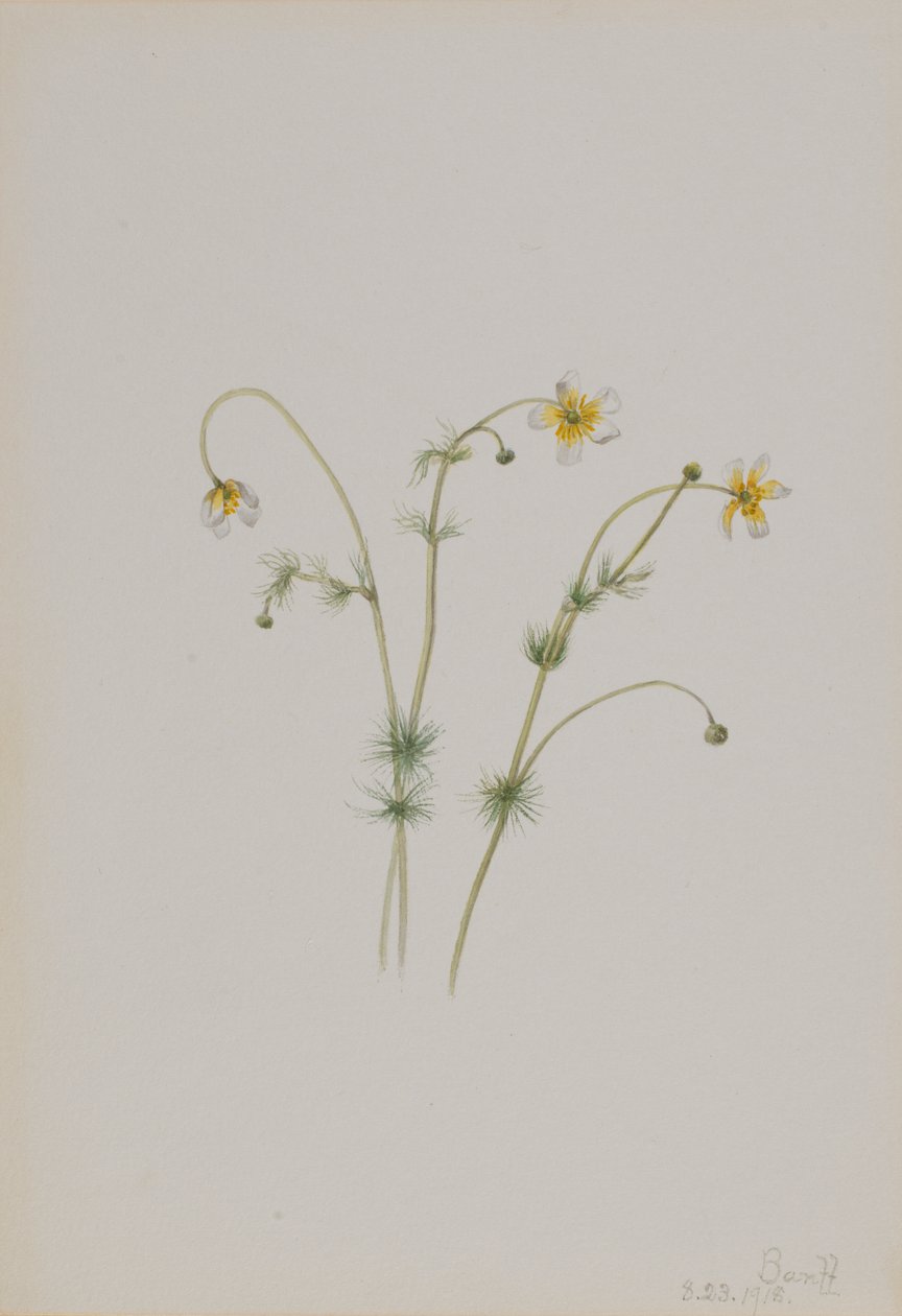 Wroniec wodny (Batrachium trichophyllum) autorstwa Mary Vaux Walcott