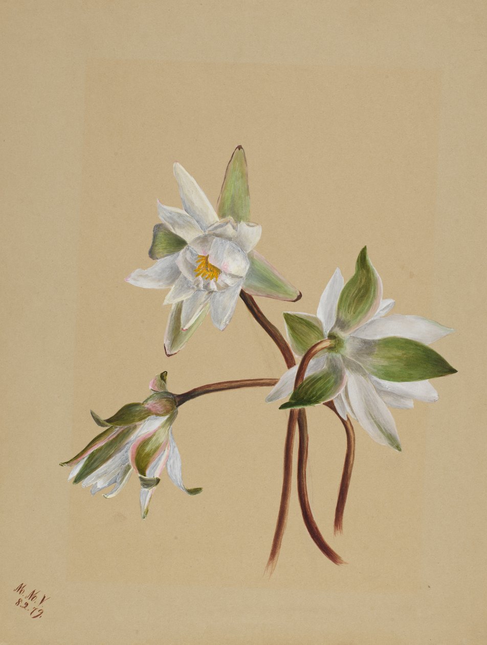 Lilie wodne Castalia odorata, 1879. autorstwa Mary Vaux Walcott