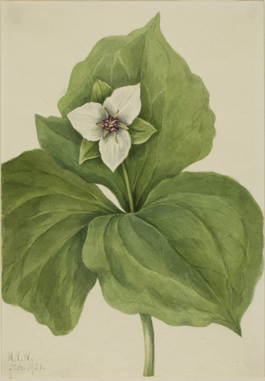 Wax Trillium (album Trillium) autorstwa Mary Vaux Walcott