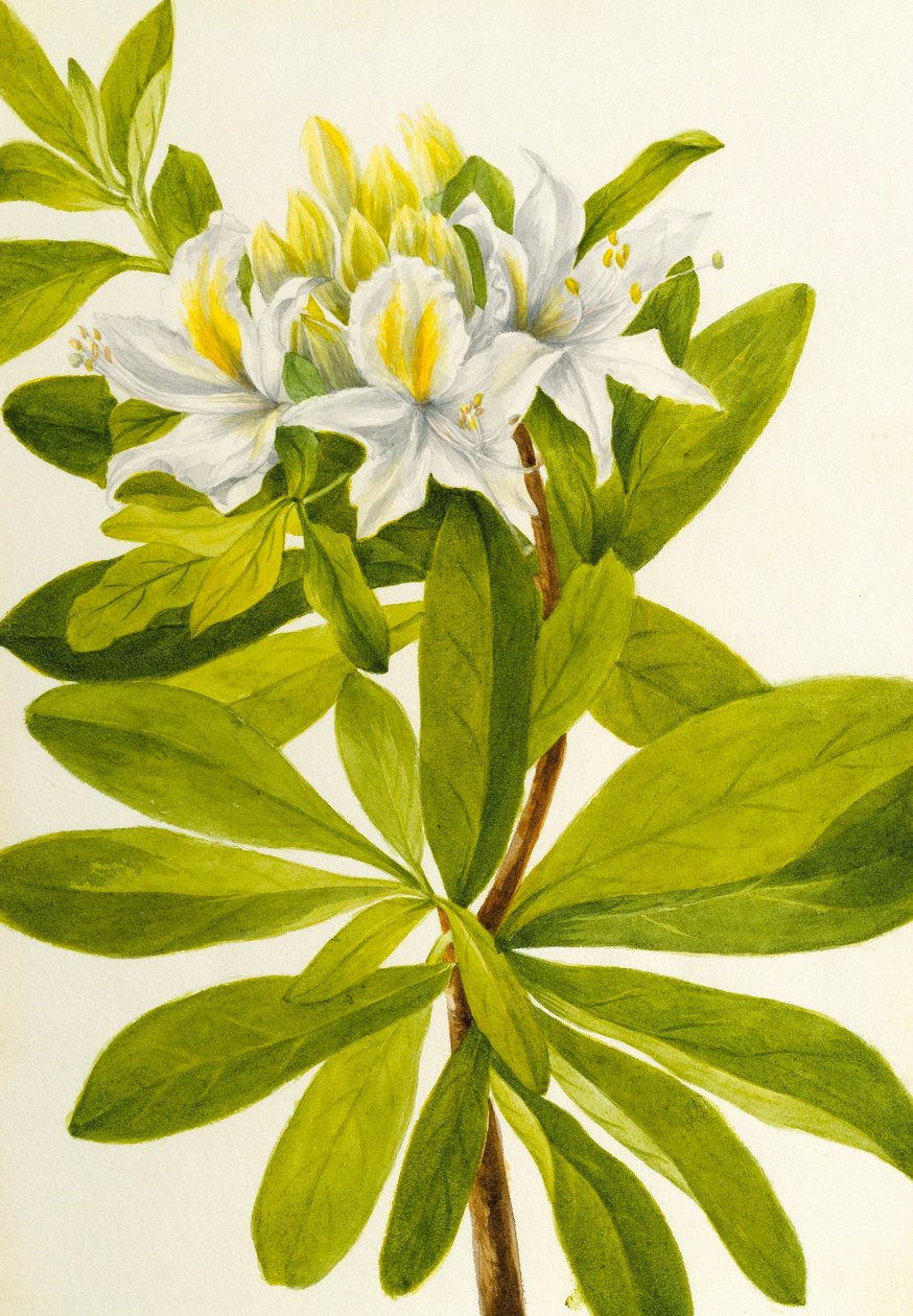 Azalia zachodnia (Rhododendron occidentale) autorstwa Mary Vaux Walcott