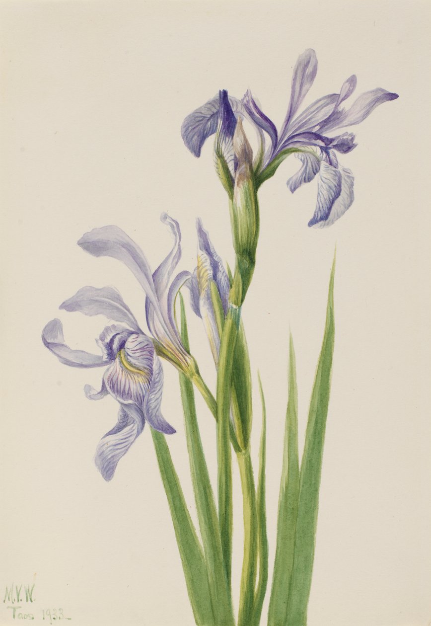Western Blue Flag Iris missouriensis, 1933. autorstwa Mary Vaux Walcott