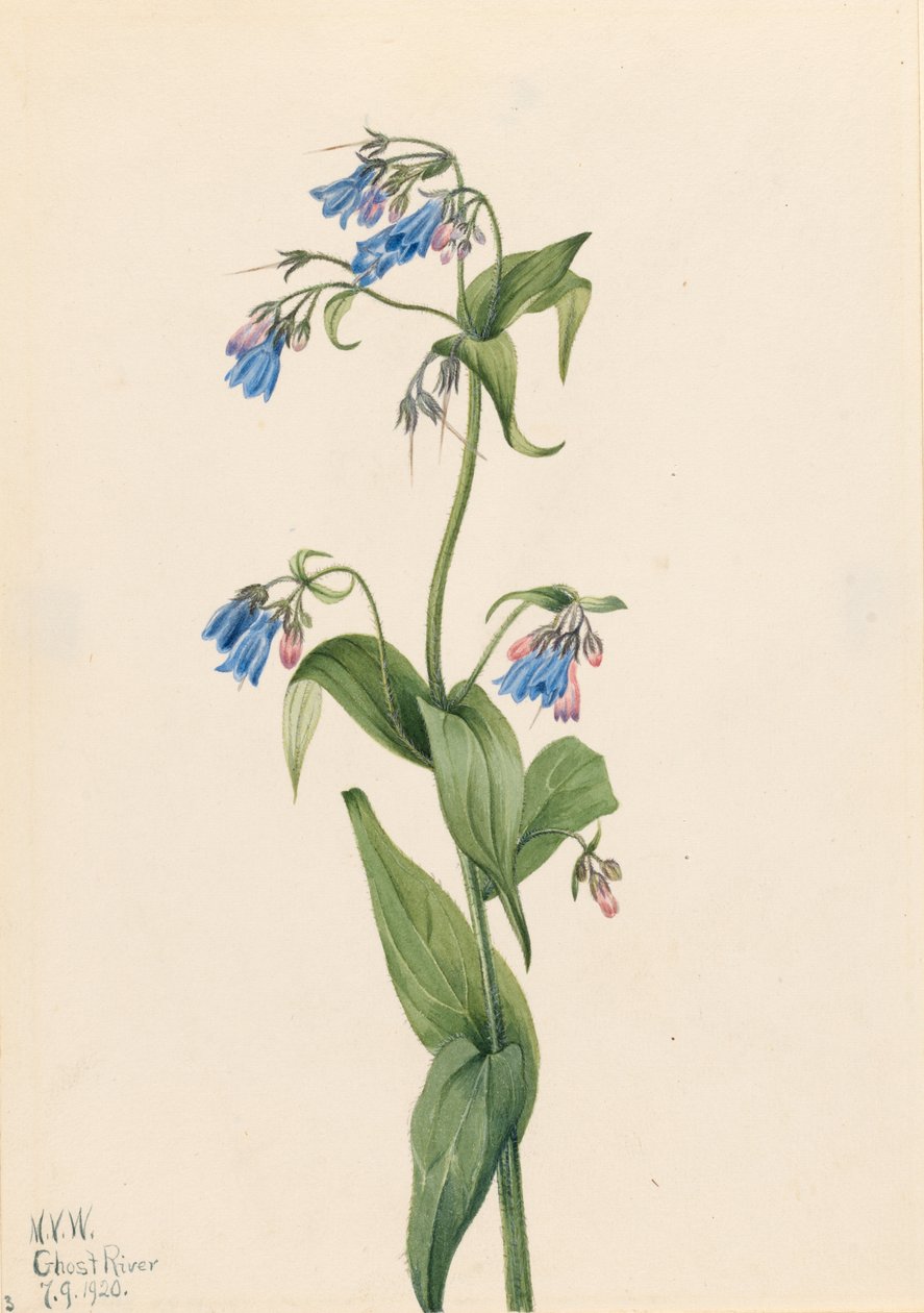 Western Bluebells (Mertensia paniculata) autorstwa Mary Vaux Walcott