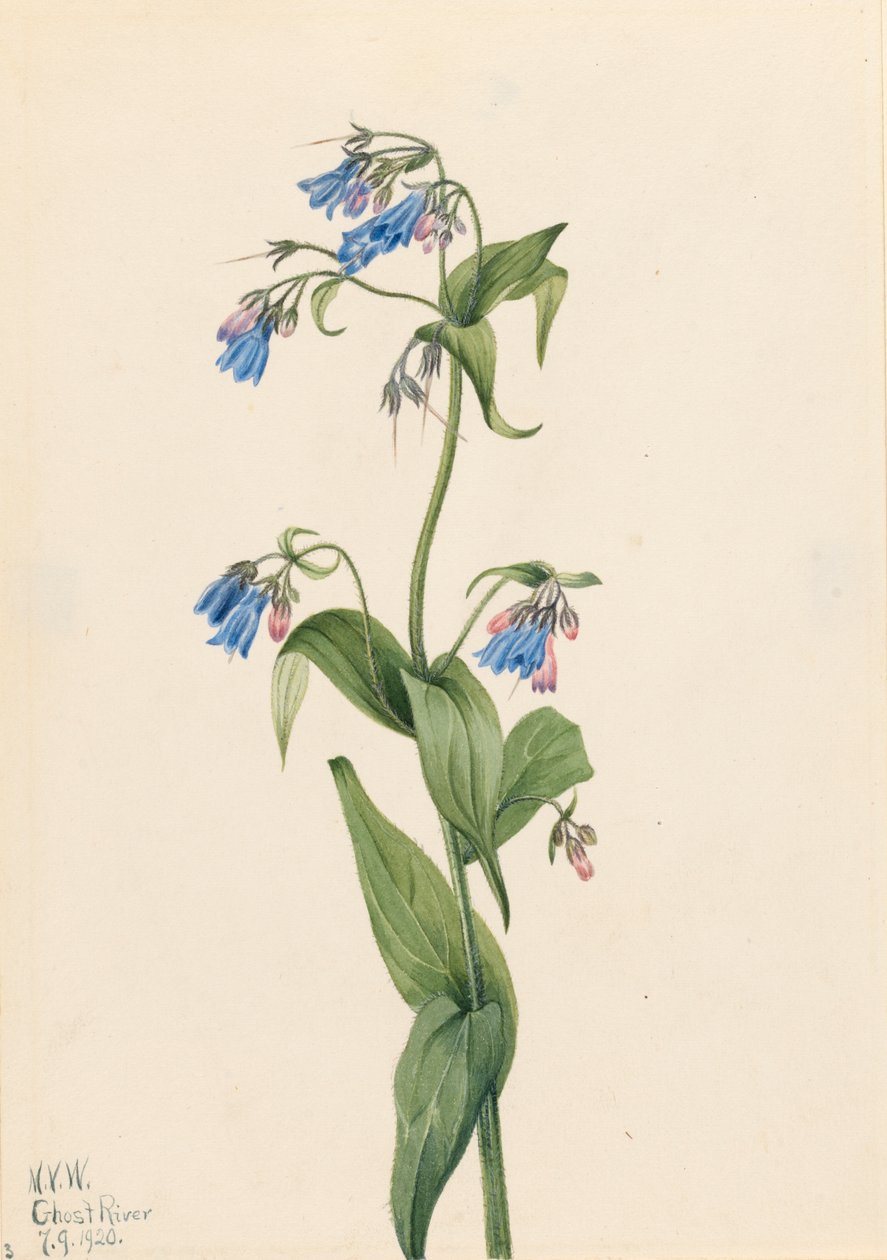 Western Bluebells Mertensia paniculata, 1920. autorstwa Mary Vaux Walcott