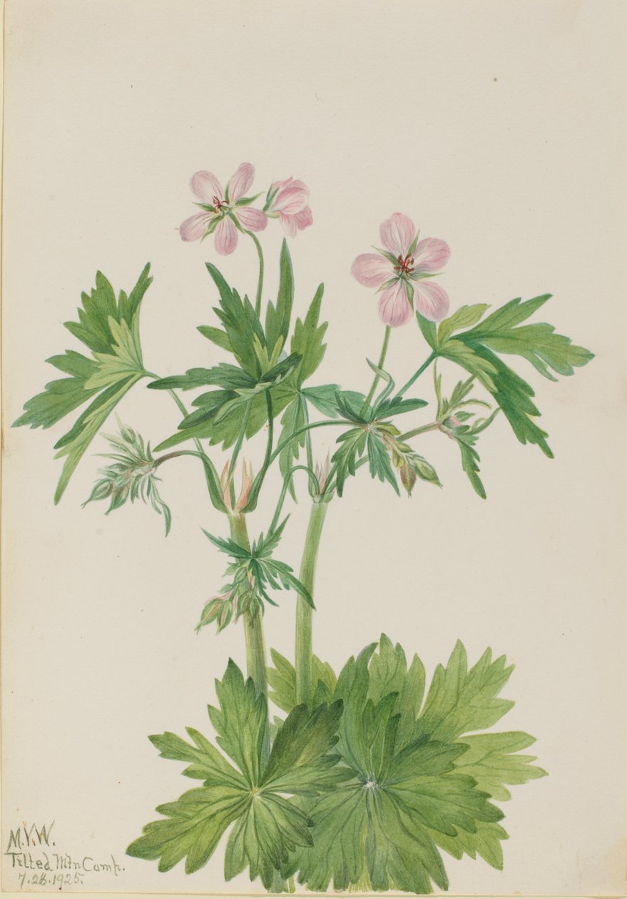Western Cranesbill Geranium viscosissimum, 1925. autorstwa Mary Vaux Walcott