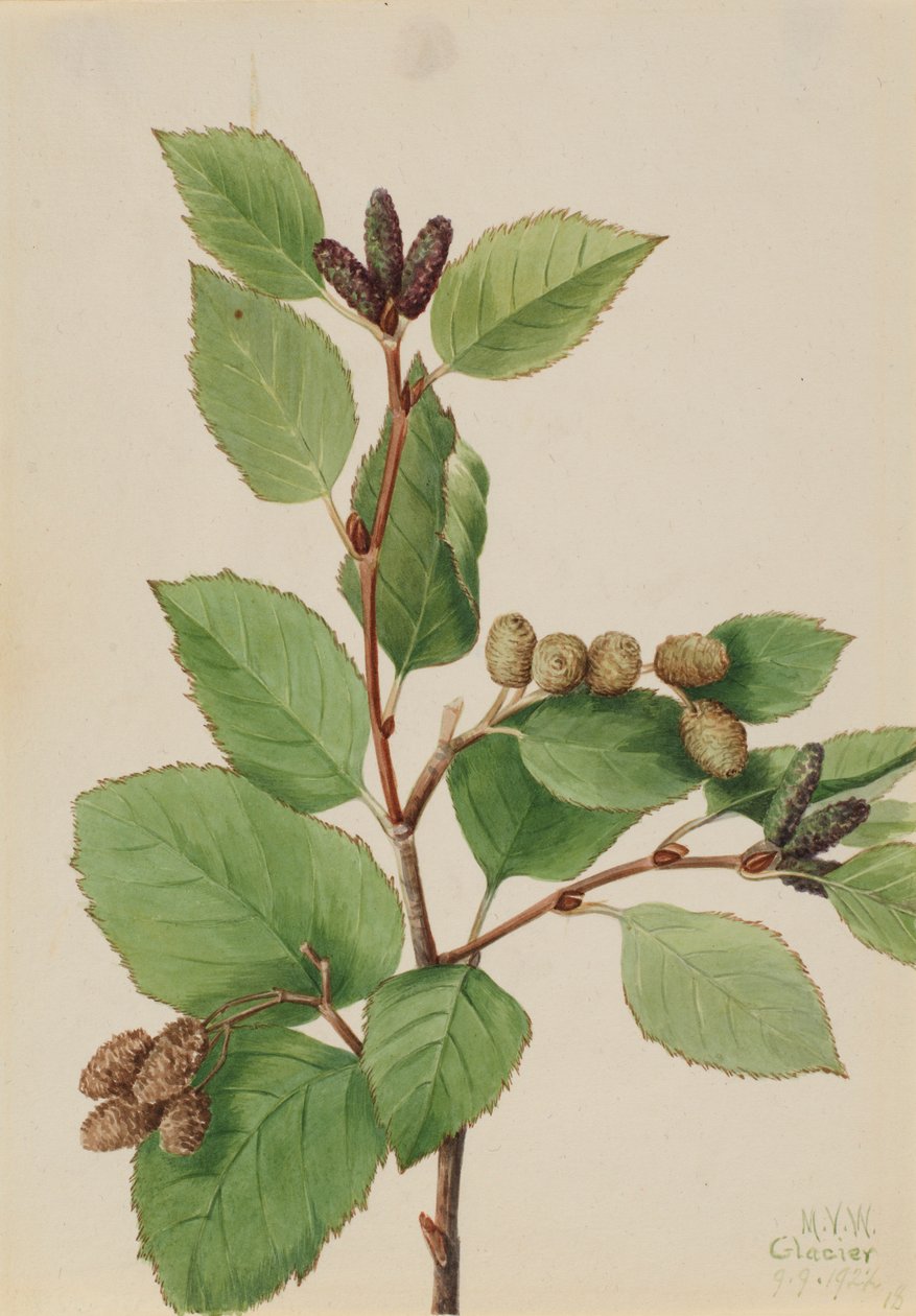 Zachodnia olsza zielona (Alnus sinuata) autorstwa Mary Vaux Walcott