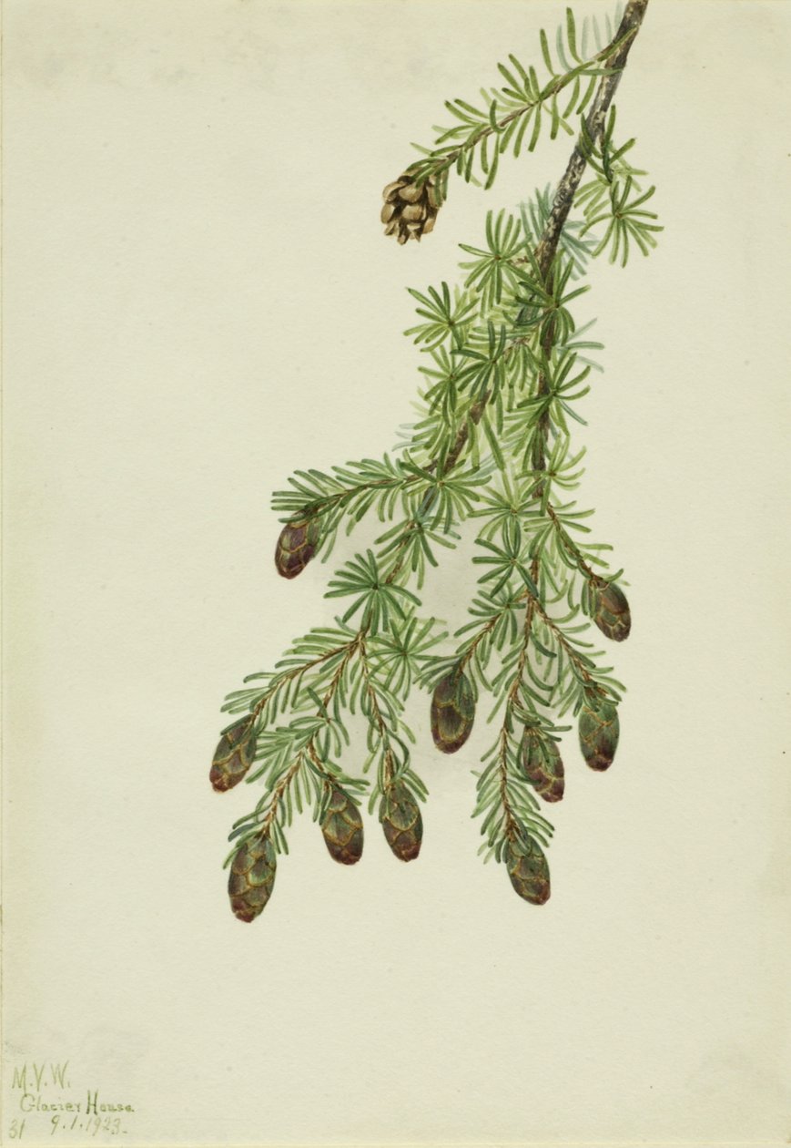 Hemlock Tsuga heterophylla zachodnia, 1923. autorstwa Mary Vaux Walcott