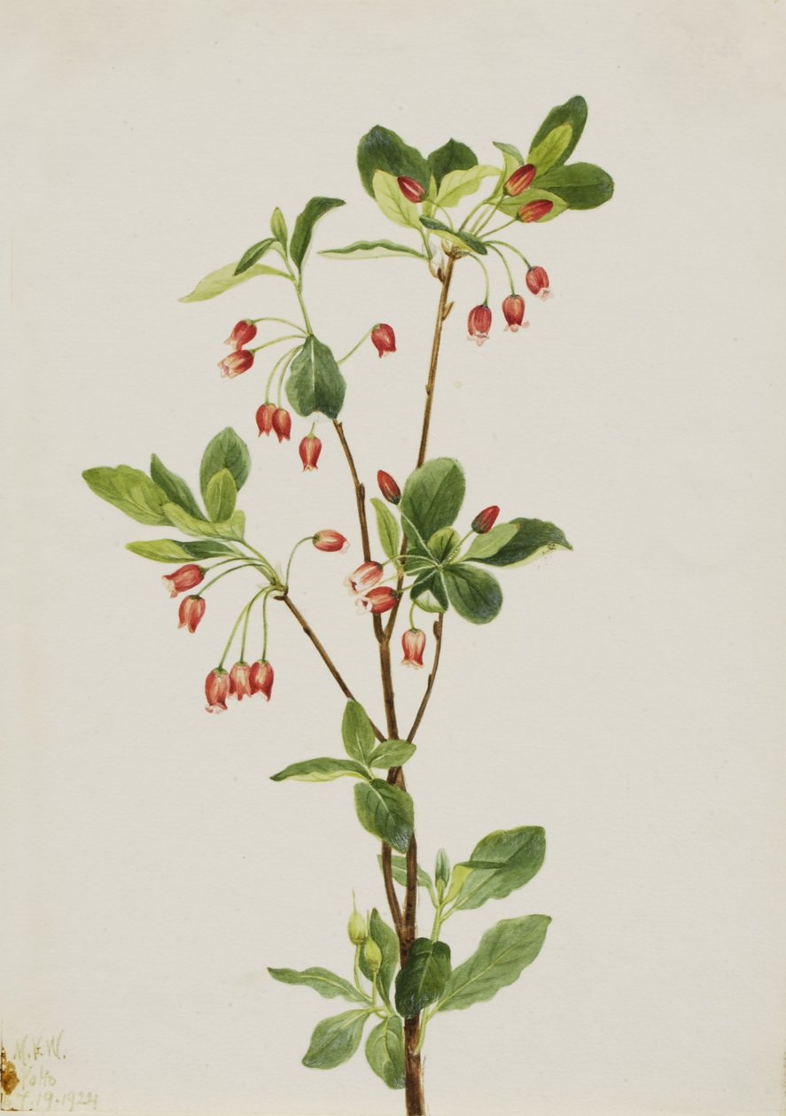 Menziesia zachodnia (Menziesia glabella) autorstwa Mary Vaux Walcott