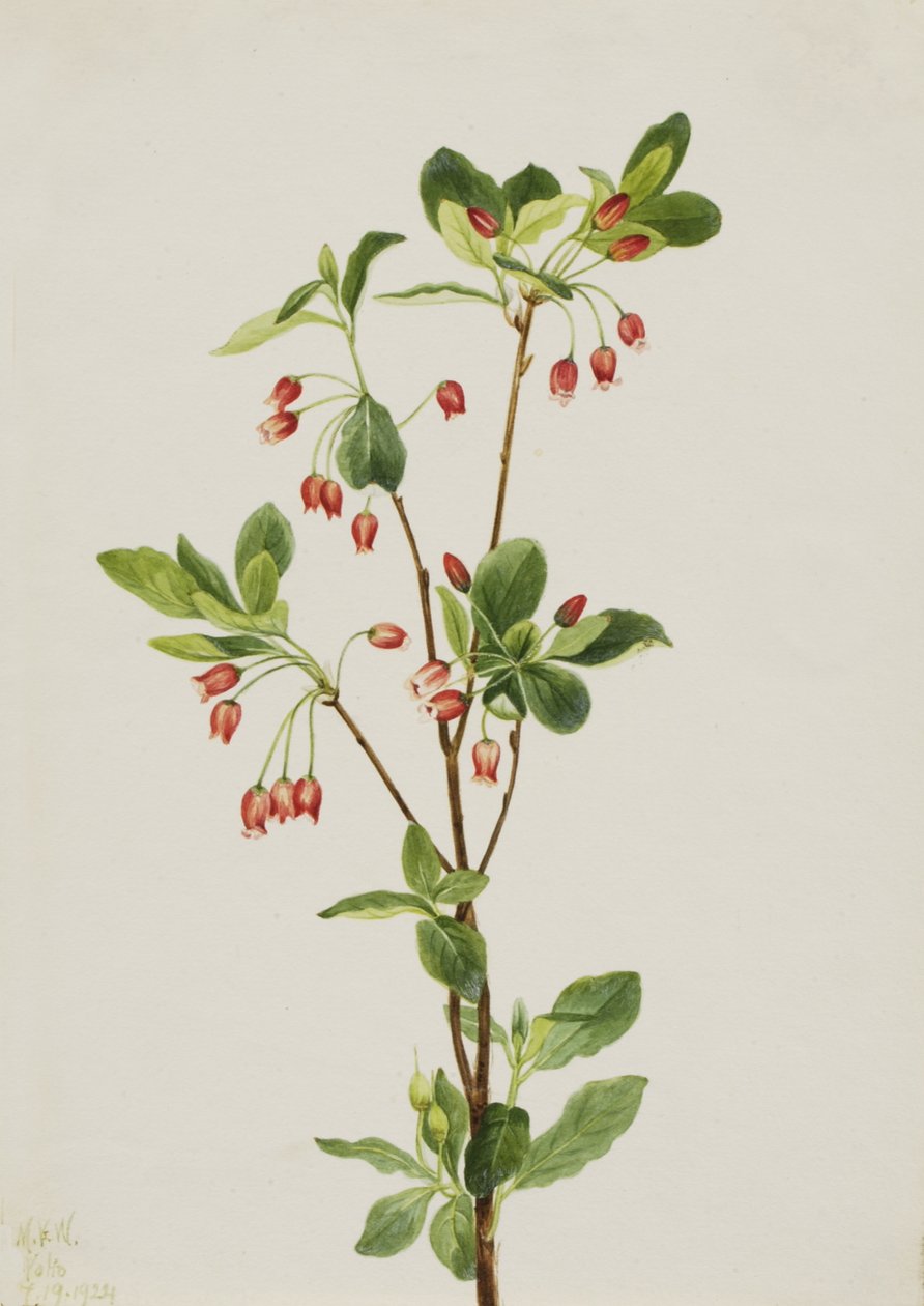 Western Menziesia Menziesia glabella, 1924. autorstwa Mary Vaux Walcott