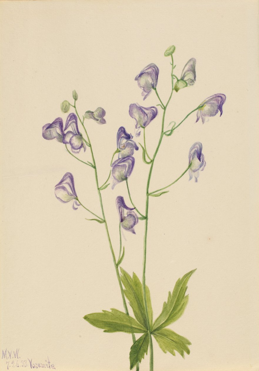 Tojad kolumbijski z tojadu zachodniego, 1933. autorstwa Mary Vaux Walcott