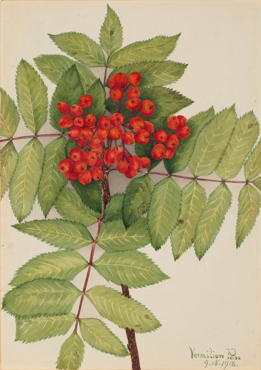 Jarząb brekinia (Sorbus sambucifolia) autorstwa Mary Vaux Walcott