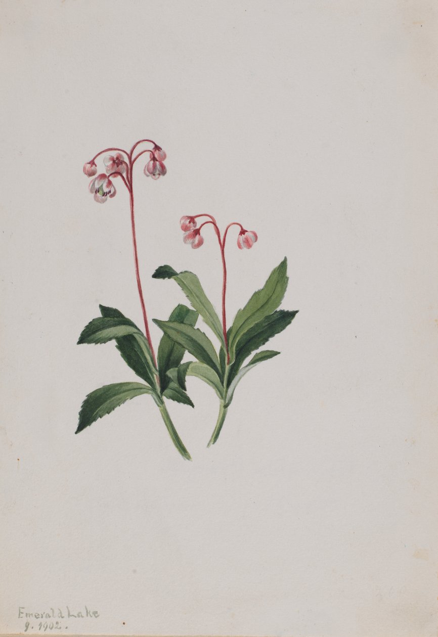 Pipsewa zachodnia (Chimaphila umbellata) autorstwa Mary Vaux Walcott