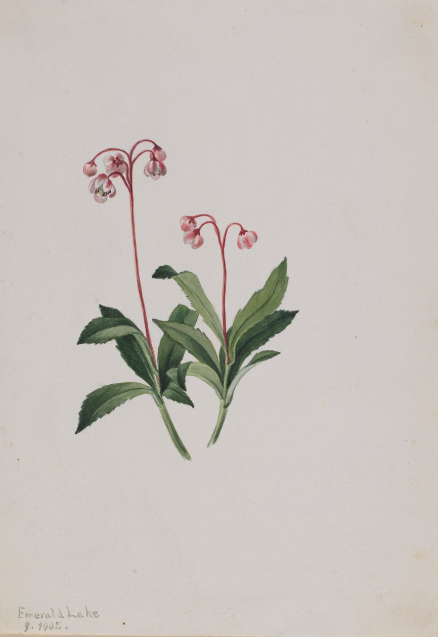 Zachodnia pipsissewa Chimaphila umbellata, 1902. autorstwa Mary Vaux Walcott