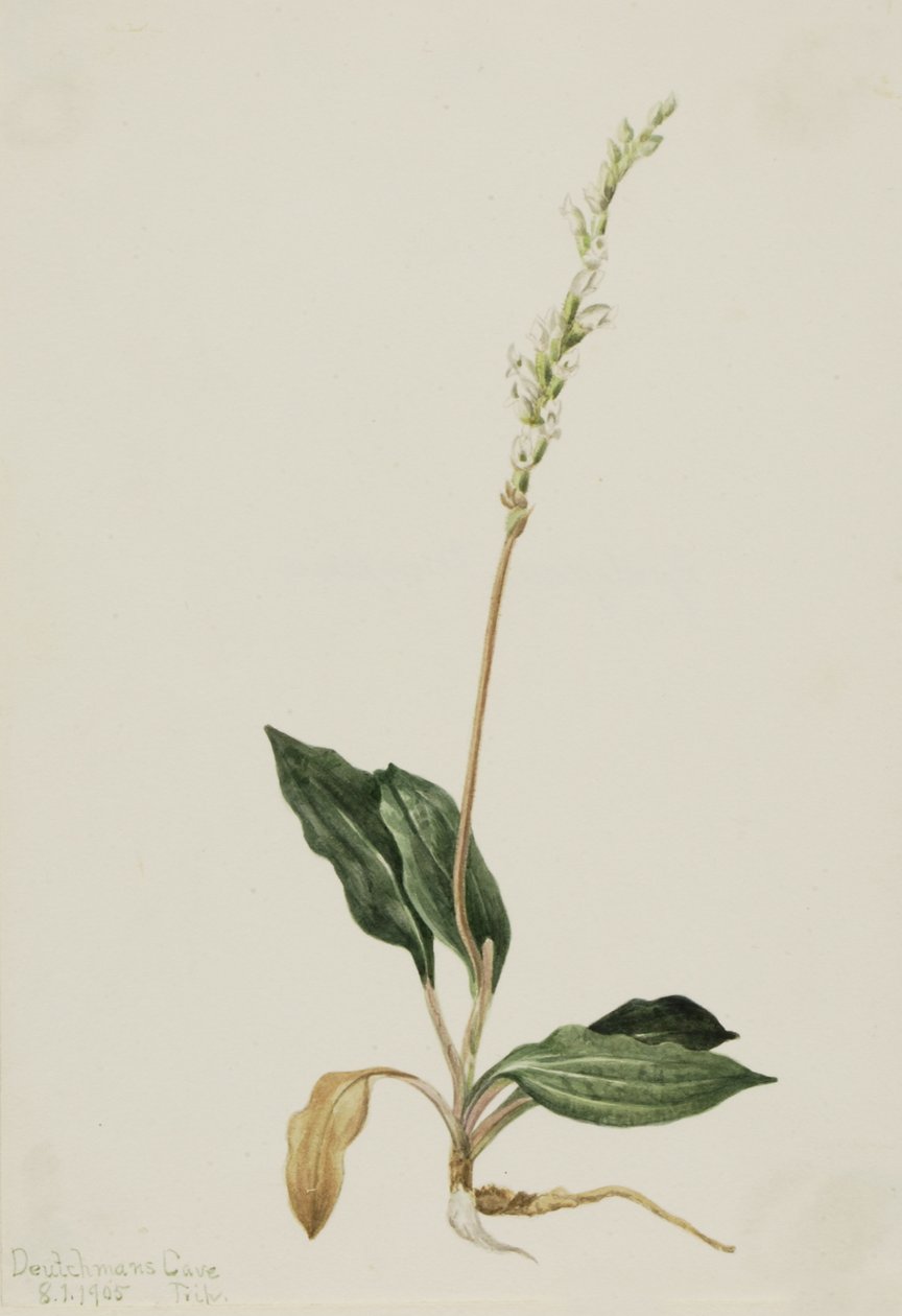 Western Grzechotnik oszukuje Babki Peranium, 1905. autorstwa Mary Vaux Walcott
