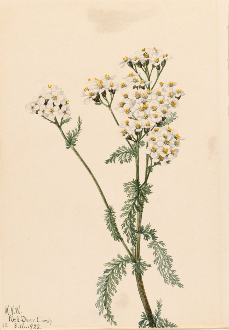 Krwawnik zachodni (Achillea lanulosa) autorstwa Mary Vaux Walcott