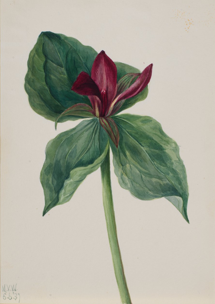 Whippoorwill Flower (Trillium H.) autorstwa Mary Vaux Walcott