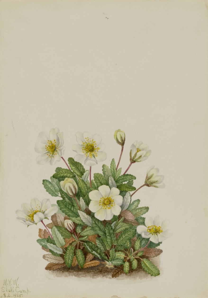 Dryad biały (Dryas octopetala) autorstwa Mary Vaux Walcott