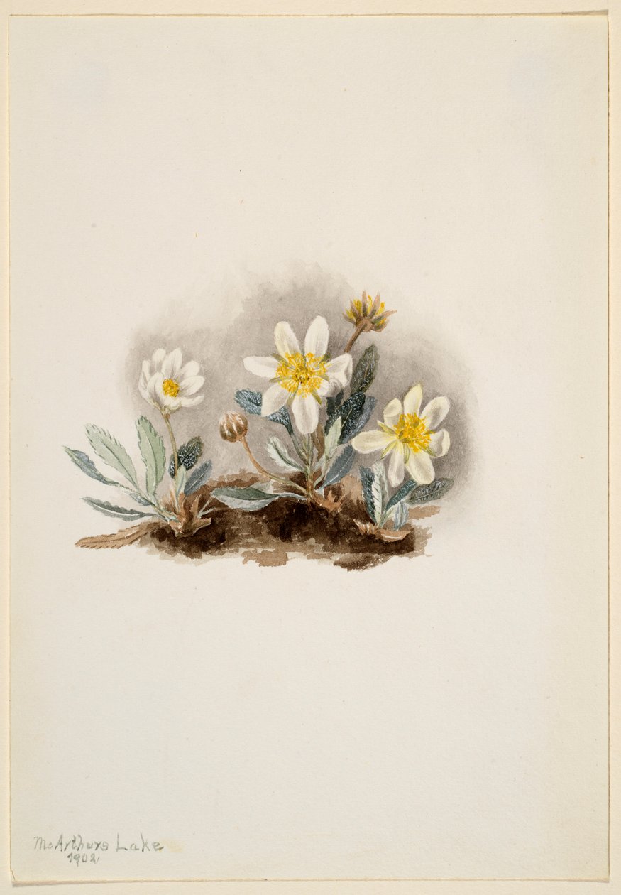 Dryad biały (Dryas octopetala) autorstwa Mary Vaux Walcott