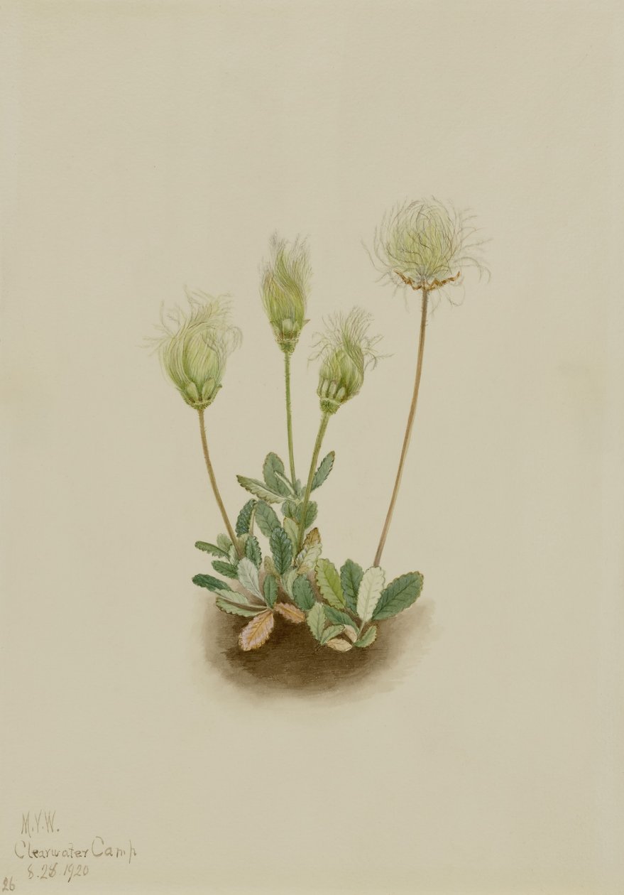 Dryad biały (Dryas octopetala) autorstwa Mary Vaux Walcott