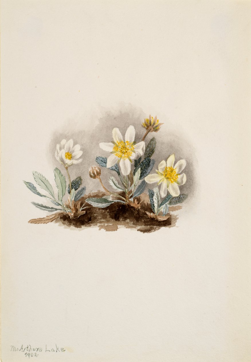 Biała driada Dryas octopetala, 1902. autorstwa Mary Vaux Walcott