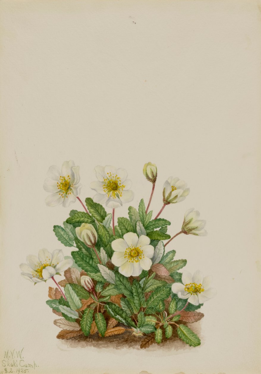Biała driada Dryas octopetala, 1925. autorstwa Mary Vaux Walcott