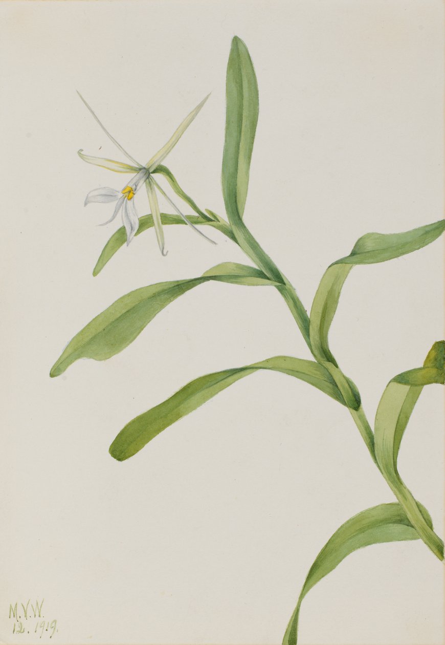 Biały Epidendrum Epidendrum nocturnum, 1919. autorstwa Mary Vaux Walcott