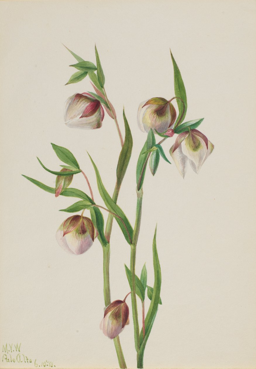 Biała latarnia wróżki (Calochortus albus) autorstwa Mary Vaux Walcott