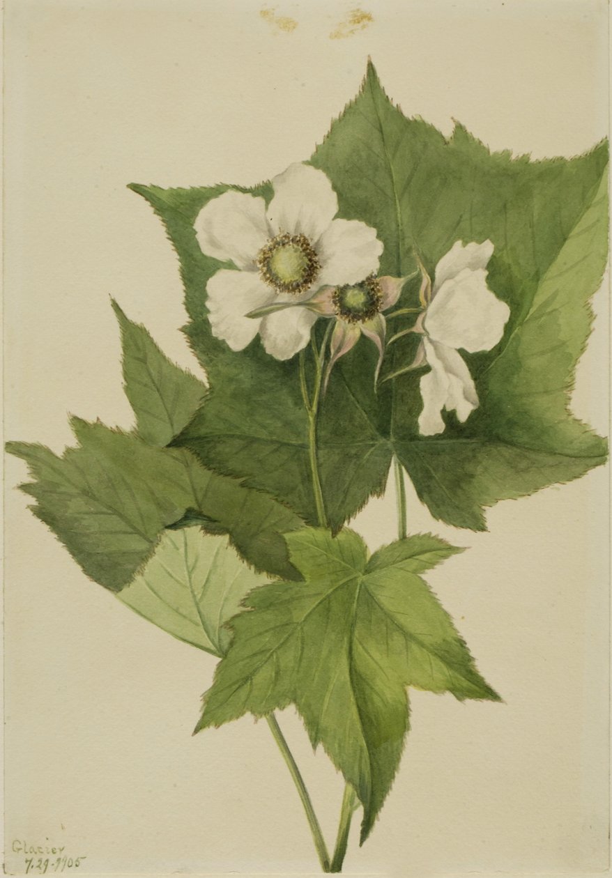 Malina biało kwitnąca (Rubus parviflorus) autorstwa Mary Vaux Walcott